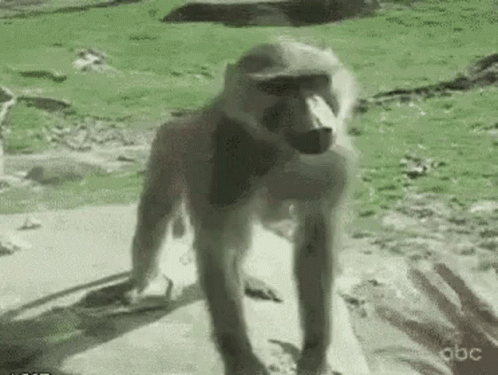 Fat Monkey Showing His Butt GIF