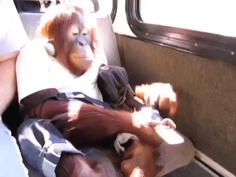 Fat Monkey Throwing Tantrums In The Bus GIF
