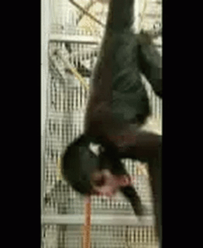 Fat Monkey Trying To Attack GIF
