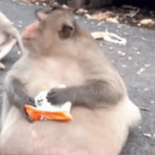 Fat People Monkey Eats GIF