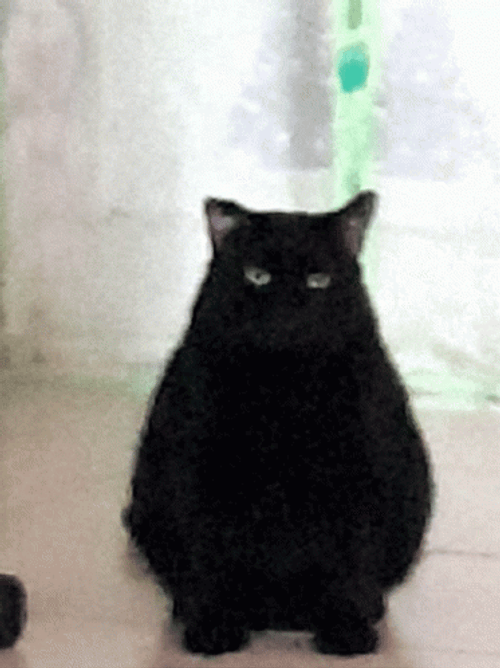 funny fat black cat