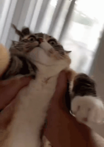 Fat Spinning Cat Scared GIF