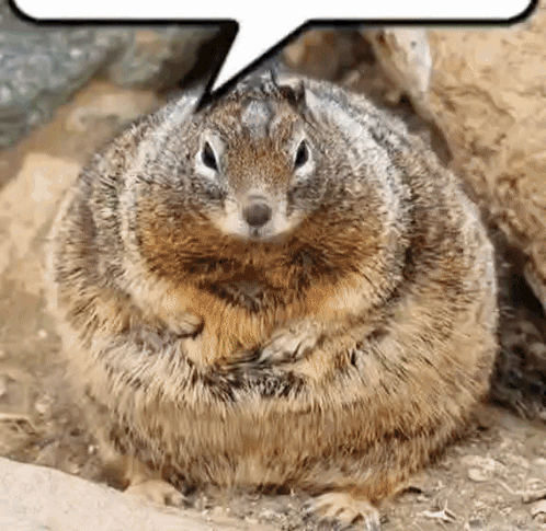 Fat Squirrel Sitting with Speech Bubble