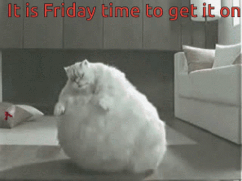 Fat White Cat It Is Friday GIF