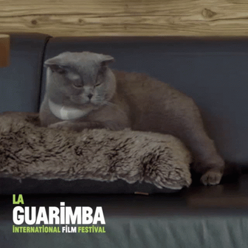 Fatty Cat So Full GIF