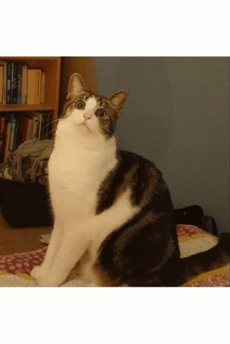 Intense Cat Fear Zoom GIF