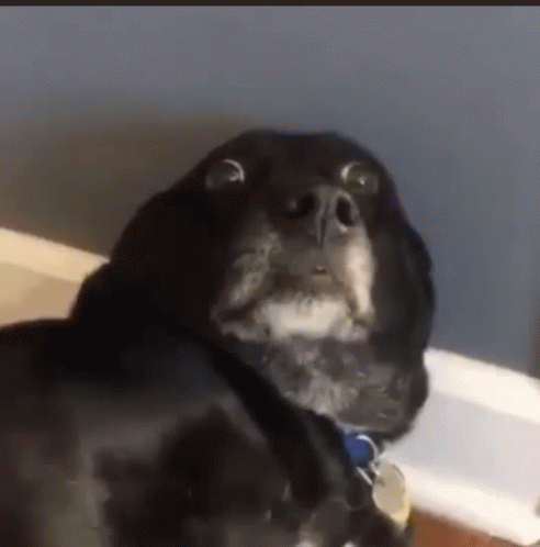 Black Dog Side Eye Fear Reaction GIF