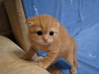 Fearful Orange Tabby Kitty GIF