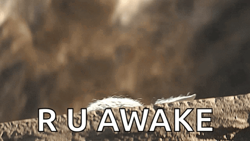 Feather Laying on Rock with Ruawake
