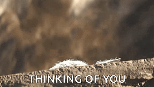 Feather on Rock Thinking of You