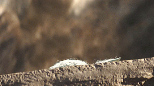 Feather on Rocky Surface
