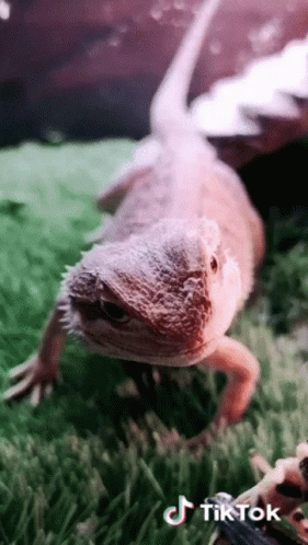Feeding Bearded Dragon With Spider GIF