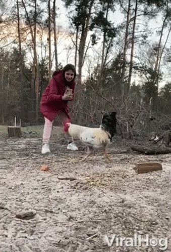 Feeding Chicken Run GIF