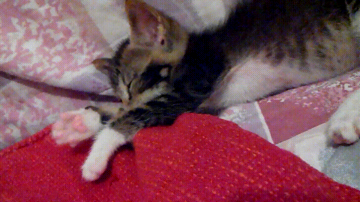 Feeding Kitten Food GIF