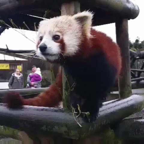 Feeding Red Panda GIF