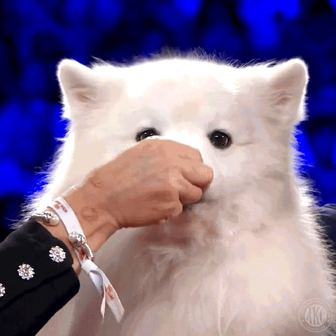 Feeding Samoyed During Show GIF