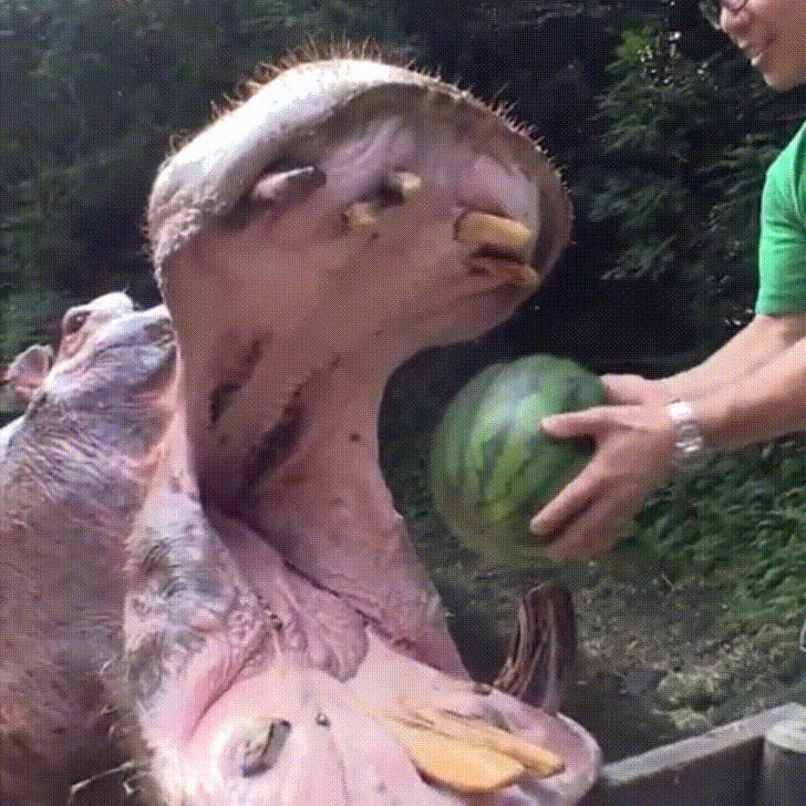 Feeding Watermelon Hungry Giant Hippo GIF