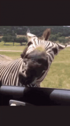 Feeding Zebra Wide Mouth GIF