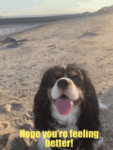Feel Better Dog In Beach GIF