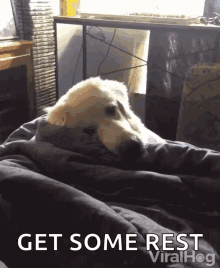 Feel Better Sleepy Dog GIF