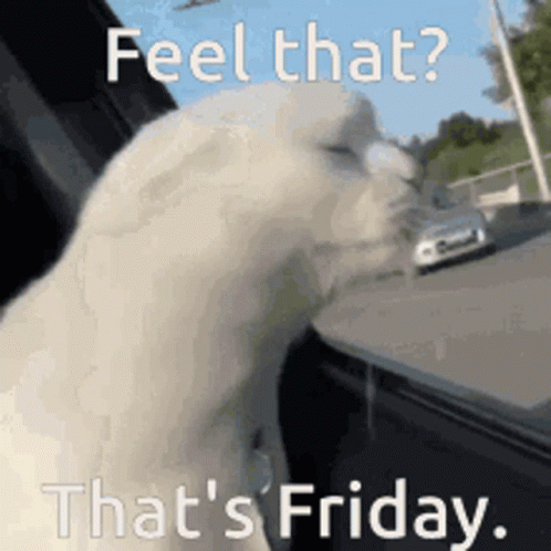 Feel That Friday Cat GIF