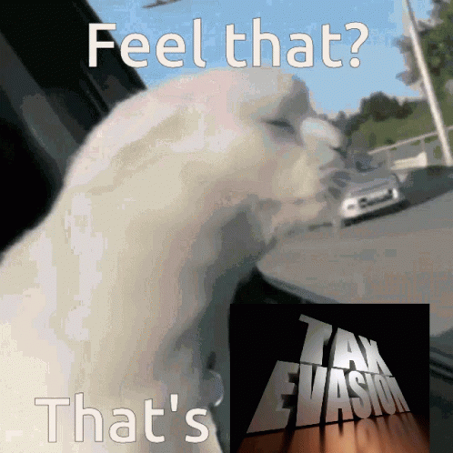 Feel That That's Taxes Evasion GIF