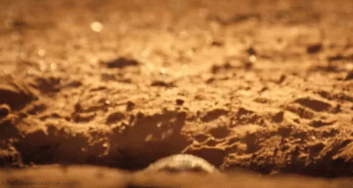 Feeling Better Cute Meerkat GIF