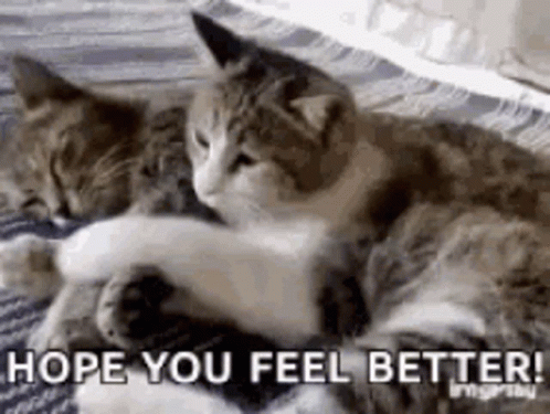 Feeling Better Hugging Cats GIF