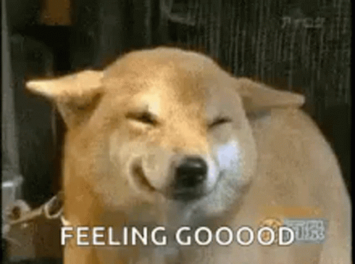 Feeling Good Doggo GIF