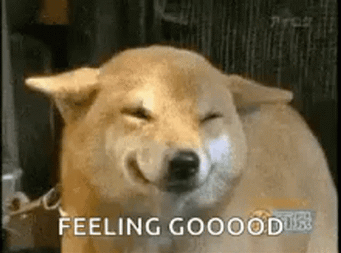 Feeling Good Doggo GIF