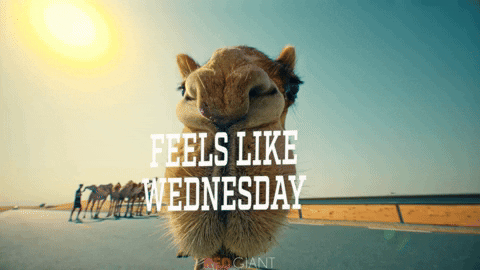 Feels Like Wednesday Camel Zoom In Meme GIF