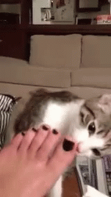 Cat Nipping Feet GIF