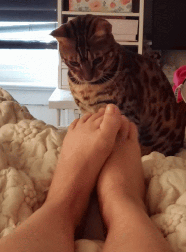 Cat Confused On Feet GIF