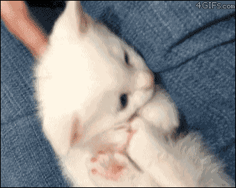 Feet Hurt Kitten Bite Itself GIF
