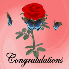 Felicidades Congratulations Red Rose Butterflies Greeting GIF