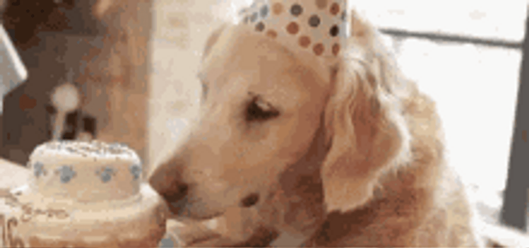 Feliz Cumpleaños Dog GIF