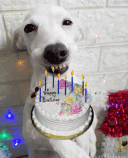 Feliz Cumpleaños Meme GIF