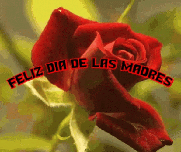 Feliz Dia De La Madres Blooming Rose GIF
