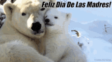Feliz Dia De Las Madres Polar Bears GIF