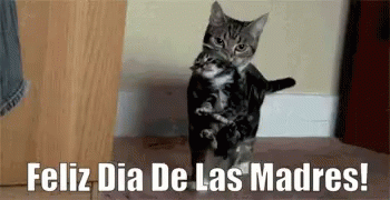 Feliz Die De Las Madres Cat Mom GIF