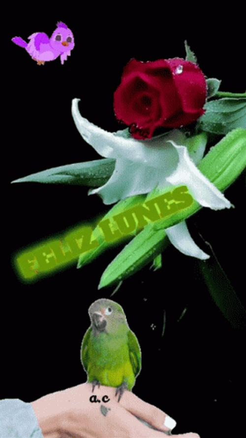 Feliz Inicio De Semana GIF