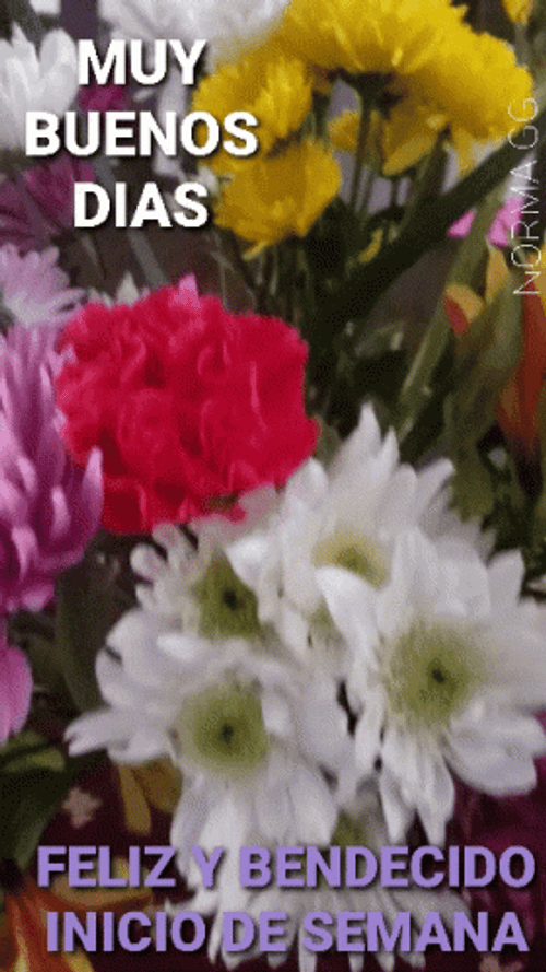 Feliz Inicio De Semana GIF