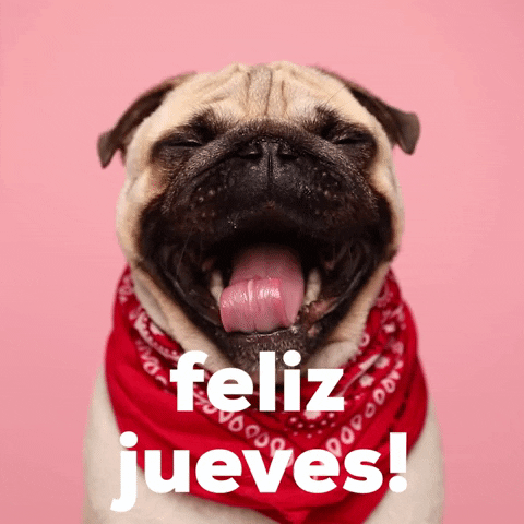 Feliz Jueves Yawning Pug Dog GIF