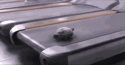 Feliz Martes Turtle Surviving The Day GIF
