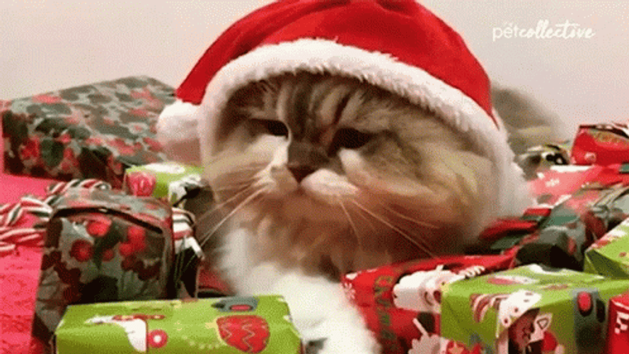 Feliz Navidad Gatos GIF