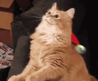 Feliz Navidad Gatos 200 X 166 Gif GIF