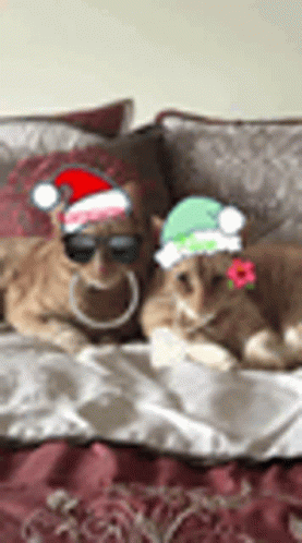 Feliz Navidad Gatos 277 X 498 Gif GIF