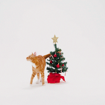 Feliz Navidad Gatos 350 X 350 Gif GIF