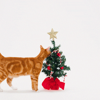 Feliz Navidad Gatos 350 X 350 Gif GIF