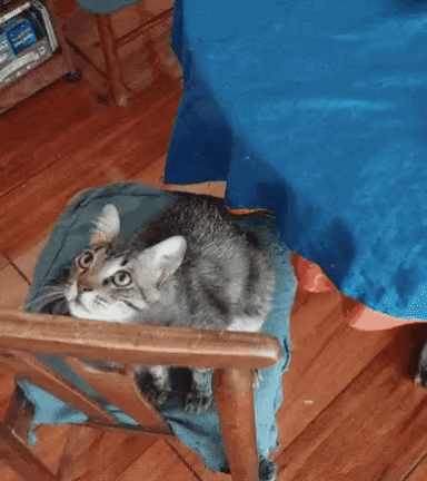 Feliz Navidad Gatos 384 X 432 Gif GIF